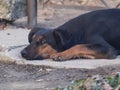 The lonely dog lay down on the ground close up Royalty Free Stock Photo