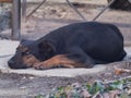 Lonely dog lay down and looking at the camera Royalty Free Stock Photo