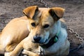 A lonely dog lies on the ground, chained and looking sad Royalty Free Stock Photo