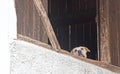 Lonely dog looks in through the window Royalty Free Stock Photo