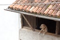 Lonely dog looks in through the window Royalty Free Stock Photo