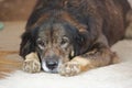 Lonely dog lying down on the floor and waiting for his owner. Royalty Free Stock Photo