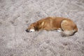 Lonely dog lying on sand ground