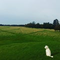 The lonely dog at Phoenix Park, Dublin, Ireland.