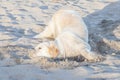 Lonely dog relaxes on sand beach in Thailand. Royalty Free Stock Photo