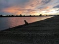 A lonely dog sits by the water and looks at the water. The dog heard a fish in the river and wants to catch it. Evening sunset. Royalty Free Stock Photo