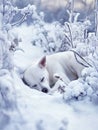 A lonely dog sleeps outside in the cold and snow Royalty Free Stock Photo