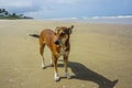 Lonely dog standing on the beach Royalty Free Stock Photo