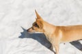 Lonely dog standing on the beach Royalty Free Stock Photo