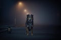 Lonely dog standing on dimly lit street at night Royalty Free Stock Photo
