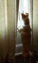 Lonely Dog Standing Looking Out Window Royalty Free Stock Photo