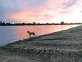 A lonely dog stands in the water and looks at the course of the river. The dog heard a fish in the river and wants to catch it. Royalty Free Stock Photo