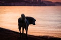 Lonely Dog On Sunset Seaside Royalty Free Stock Photo