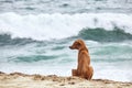 Lonely dog waiting on beach Royalty Free Stock Photo