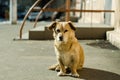 A lonely dog is waiting for his master. Street dog.	Red Dog. Abandoned pet. Royalty Free Stock Photo