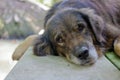 Lonely dog waiting for its ower, shallow depth of field