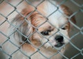 Lonely dog was trapped in cage