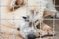 Lonely dog was trapped in cage and waiting for rescued from huma