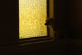 Lonely dog at the window sill Royalty Free Stock Photo