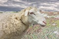 Lonely Domestic Sheep Ewe Adult