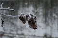 Lonely dried leaf of an apple tree on a branch in hoarfrost in the winter in the garden. Royalty Free Stock Photo