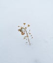 Lonely dried plant in the snow. Survive concept Royalty Free Stock Photo
