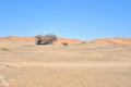 Lonely dromedary in the desert Royalty Free Stock Photo