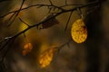 Lonely dry autumn leaf on a branch. Late autumn mood . Royalty Free Stock Photo