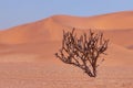 Lonely dry bush on a background of golden sands in the Namib desert Royalty Free Stock Photo