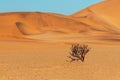 Lonely dry bush on a background of golden sands in the Namib desert Royalty Free Stock Photo