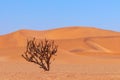 Lonely dry bush on a background of golden sands in the Namib desert Royalty Free Stock Photo