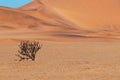 Lonely dry bush on a background of golden sands in the Namib desert Royalty Free Stock Photo