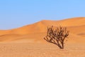 Lonely dry bush on a background of golden sands in the Namib desert Royalty Free Stock Photo