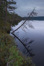 Lonely dry dead tree trunk by the lake in the forest Summer mood landscape Royalty Free Stock Photo