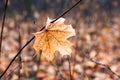 Lonely dry maple leaf in the autumn forest on a branch Royalty Free Stock Photo