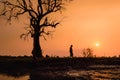 Lonely dry old tree on sunset. Tay Ninh province, Vietnam.