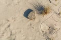 Lonely dry plants against a background of light sand. Dejection and abandonment. Sad mood.