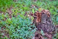 lonely dry stump in bright green coniferous forest Royalty Free Stock Photo