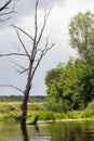 Lonely dry tree against the blue sky and river Royalty Free Stock Photo