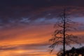 Lonely dry tree against the sky