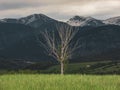 Lonely dry tree on the alpine meadow Royalty Free Stock Photo