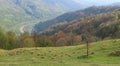 A lonely dry tree on a Carpathian hill