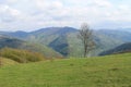 A lonely tree on a Carpathian hill