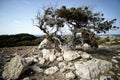 Lonely dry tree in Cyprus Royalty Free Stock Photo