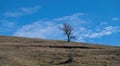Lonely dry tree with empty leaf branch in middle of arid field in Epirus Greece, winter day, space