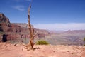 Lonely dry tree in the Grand Canyon Royalty Free Stock Photo