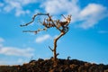 Lonely dry tree on a hill, silhouette against the blue sky. Royalty Free Stock Photo