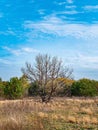 Lonely dry tree without leaves against the blue sky Royalty Free Stock Photo