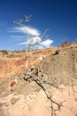 Lonely dry tree on the mountain slope in Crimea