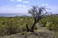 Lonely Dry Tree Near the Black Sea